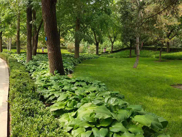 綠化養(yǎng)護7